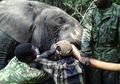 Melawan Pemburu Liar dengan Kerah Pelacak Gajah