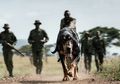 Perjuangan Anjing Pelacak di Afrika untuk Melawan Serangan Pemburu
