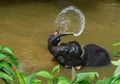 Malaysia Latih Gajah untuk Hindari Konflik dengan Manusia
