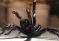 Pembuatan Antivenom dari Laba-laba Raksasa Paling Beracun di Dunia
