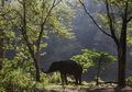 Habitat Berkurang, Konflik Gajah-Manusia Terus Terjadi di Aceh