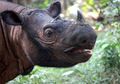 Populasi Badak Sumatra Semakin Menurun, Ini Faktor Penyebabnya