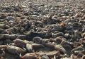 Horor, Ribuan Makhluk Laut Mati Terdampar di Pantai Inggris