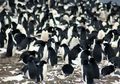 Koloni Super Penguin Adelie Ditemukan di Antartika