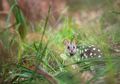 Setelah Hilang Selama Setengah Abad, Jenis Marsupial Ini Kembali ke Australia