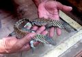 11 Telur Komodo Ini Berhasil “Ditetaskan” Oleh Kebun Binatang Surabaya