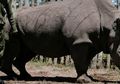 Sudan, Badak Putih Utara Terakhir Telah Tiada