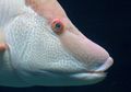 Hogfish, Ikan Unik yang Dapat Berubah Wajah