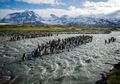 Keunikan Hewan Penguin Raja 'Emperor Penguin' Keluarkan 'Gas Tawa', Ilmuwan Sampai Mabuk Dibuatnya, Tapi Bisa Sebabkan Hal Mengerikan Pada Bumi