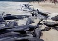 150 Paus Pilot Ini Terdampar di Pantai Australia, Apa Alasannya?
