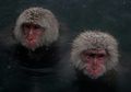 Seperti Manusia, Monyet Pun Suka Berendam di Air Hangat untuk Meredakan Stres