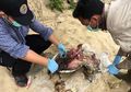 11 Penyu Mati Keracunan Aspal di Pantai Paloh