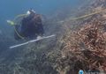 Pemanasan Global Mengubah Great Barrier Reef