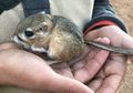 Dikira Punah, Tikus Kanguru Ini Ternyata Masih Hidup