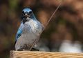 ‘Hormon Cinta’ Pada Burung Pinyon Jay Membuatnya Jadi Murah Hati