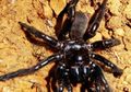 Laba-laba Tertua di Dunia Asal Australia Mati, Berapa Umurnya?