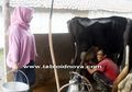 Resep Neneng Raup Rupiah dari Susu