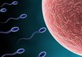 5 Fakta Penting Tentang Pembekuan Sel Telur untuk Digunakan Kemudian Hari