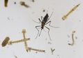 Sama-sama Demam, Begini Cara Membedakan Gejala Infeksi Virus Zika dan DBD