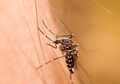 Akhirnya, Vaksin Demam Berdarah Dengue Ada di Indonesia