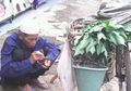 Kisah Sedih Kakek Penjual Daun Kangkung dan Pepaya