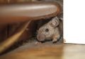 Mengerikan! Gadis Ini Dimutilasi Kawanan Tikus Saat Tidur, Akibatnya Sungguh Tak Disangka-sangka
