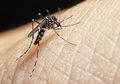 Waspada! Ini Dia Virus Baru Demam Berdarah, Yuk Kenali Gejala Berikut Ini
