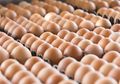 Telur Ayam Kampung dan Telur Ayam Negeri, Mana yang Lebih Sehat Ya? Masih Banyak yang Belum Tahu Jawabannya Ini