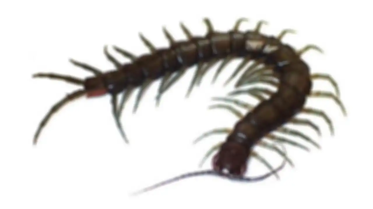 Kelabang Scolopendra alcyona
