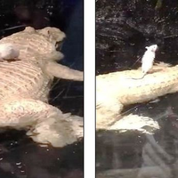 (Video) Perjuangan si Tikus Putus Menyelamatkan Diri Sebagai Santapan Buaya Albino Ini Sungguh Patut Dapat Pujian