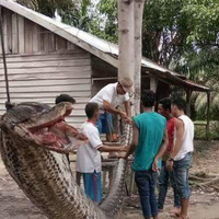 Temuan Ular Piton Raksasa 7 Meter Hingga Telan Manusia, Inilah Kisah Keberadaan Ular Besar Ini di Indonesia