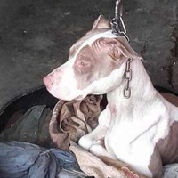Cerita Cala, Anjing yang Bertahun-tahun Kesulitan Tidur dan Bernapas karena Dirantai oleh Pemiliknya