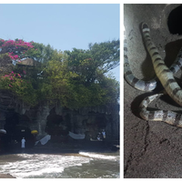 Ular Suci Penjaga Pura Tanah Lot Bali, Tiga Kali Lebih Beracun dari Kobra tapi Tak Mau Menggigit Manusia