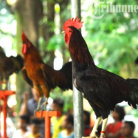 Memelihara Ayam di Rumah Sama Saja dengan 'Memelihara' Bom Waktu dengan Kekuatan Mematikan