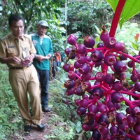 Buah Parijoto, 'Warisan' Sunan Muria yang Dianggap Bisa Atasi Masalah Sulit Hamil