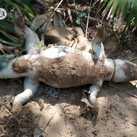 Akibat Terganggu Dengan Suara Sound yang Terlalu Keras, Seekor Buaya Mati dalam Kondiri Mengenaskan