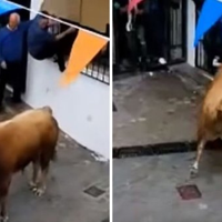 Pria 74 Tahun Diseruduk Banteng Seberat 520 Kg Hingga Paru-parunya Tertusuk dan Tewas Saat Menonton Festival