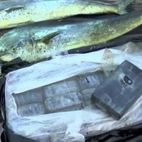 Ikan Meloncat-loncat Seolah Memberi Pertanda, Saat Didekati Nelayan Temukan Barang Haram Bernilai Rp14 Miliar