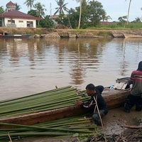 Menggantungkan Hidup dari Sarang Buaya, Begini Kisah Para Pencari Nipah di Hutan Rawa di Aceh, Harus Punya Nyali!