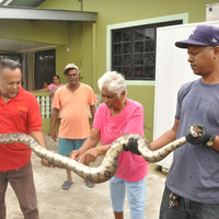 Ular Besar Seberat 31 Kg Ini Dikira Boneka Mainan, Pemilik Rumah: Itu Mungkin Dewa Siwa