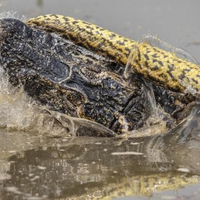 8 Menit Bertarung Sengit, Anakonda Ini Melilit Buaya Sepanjang Hampir 2 Meter, Siapa yang Menang?