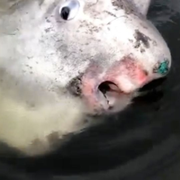 Bobotnya Bisa Capai 2,5 ton, Monster Laut yang Dijuluki 'Ikan Paling Aneh di Dunia' Ini Muncul dan Tertangkap Kamera