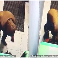 Niatnya Bobol Mesin  ATM, Pria Ini Justru Tewas Secara Mengenaskan Akibat Melakukan 'Kebodohan' Ini