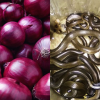 Viral Kabar Bawang Merah Ampuh Sembuhkan Gigitan Ular Kobra, Benarkah?