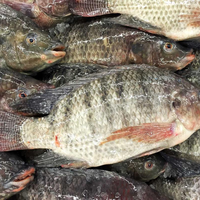 Banyak Disukai Orang Indonesia, Setelah Tahu 5 Hal ini, Anda Akan Berpikir Berkali-kali untuk Menyantap Ikan Mujair