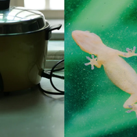 Jangan Sampai Keburu Jadi 'Rempeyek' di Rice Cooker Seperti Foto Viral Ini, Segera Usir Cicak dari Rumah dengan Bahan di Meja Makan Anda
