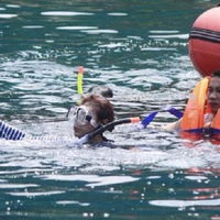 Ketika Menteri Susi Berenang Bersama Hiu Paus di Gorontalo