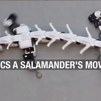 Robot Salamander Ini Digunakan untuk Memelajari Pergerakan Syaraf Tulang Belakang