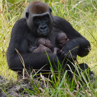 Langka, Gorila di Kawasan Konservasi Afrika Tengah Ini Melahirkan Bayi Kembar