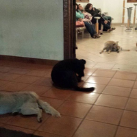 Anjing-Anjing Liar Menghadiri Pemakaman Perempuan yang Pernah Memberi Mereka Makan